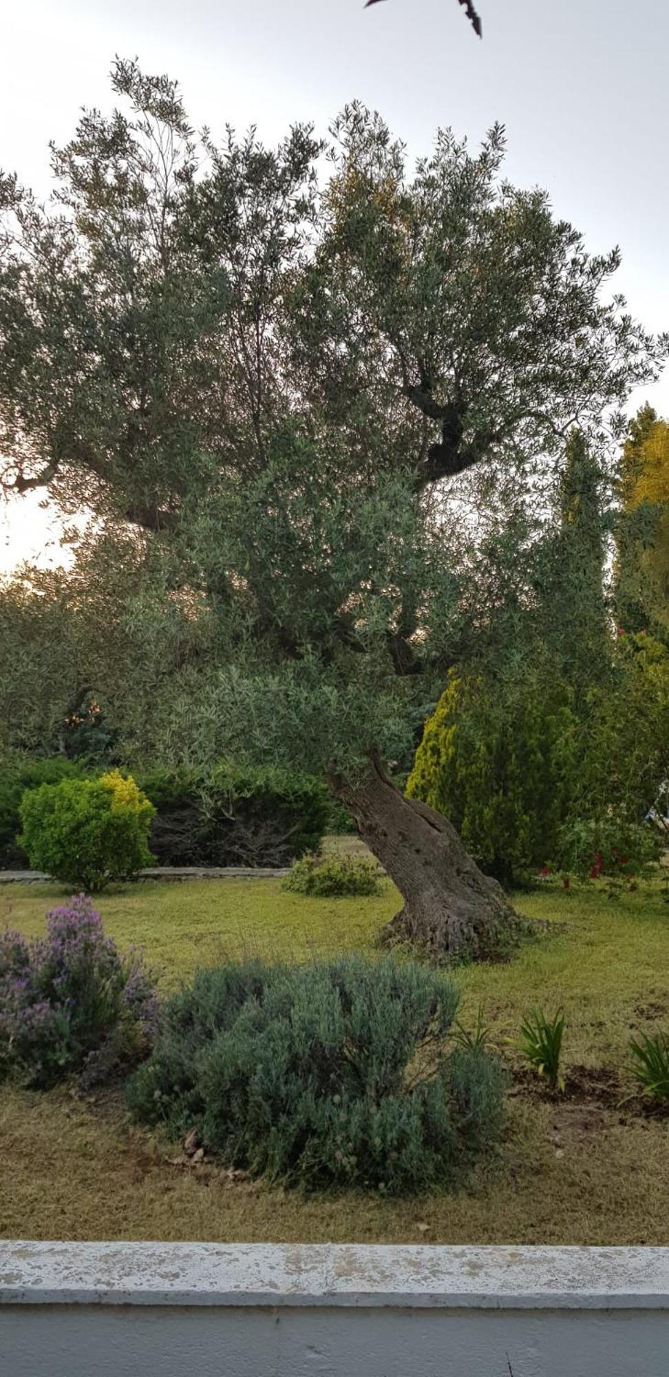 Villa Isabella Ostuni Bagian luar foto